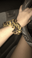 Pastel Ball Python