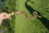 Patel morph ball python