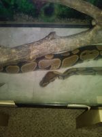 Ball python 4ft very that's out