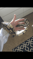 Baby Ball Python