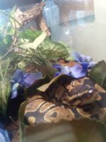 Normal ball python morph