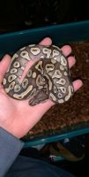 Rehoming 3 Ball Pythons