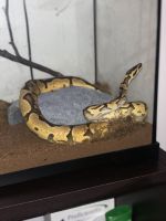 Ball Python Morph