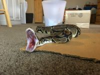 Ball Python meeds good home