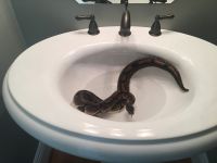 Ball Python meeds good home