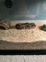 2 year old ball python for sale