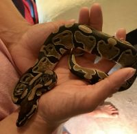 2 year old ball python for sale