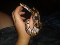 Snake for sale
