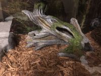 5-month-old Female Leopard Ball Python w/ FULL Tank Setup