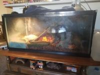 Ball Python in 40 gallon breeder with full setup