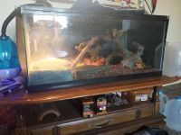 Ball Python in 40 gallon breeder with full setup