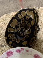 Selling my ball python
