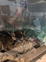 Ball python for sale with tank and everything you need