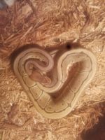 Ball Pythons and Terrariums For Sale