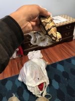 Ball python with cage and heat lamp