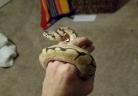 Orange Dream Spider Ball Python and all of his stuff