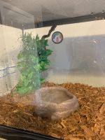 Ball Python For Sale