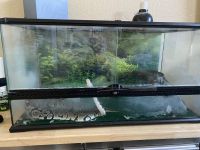 Snake-Ball Python female for sale