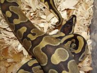 snakes need a new home