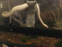 Ivory enchi pastel yellow belly and 40 gal enclosure