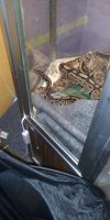 Adult ball python approx. 7 years old