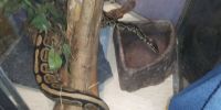 Adult ball python approx. 7 years old