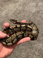 Female Pastel Ball Python