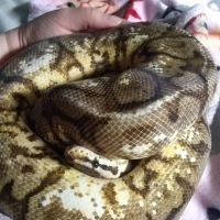 Ball python