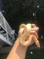 Beautiful Female Lavender Ball Python for sale