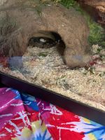 need to get rid of ASAP