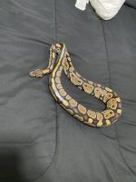 Ball python