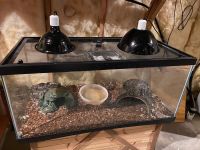 Ball Python for sale