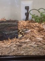 Ball Python - Firefly Morph