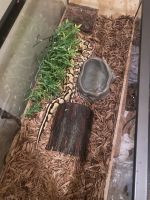 Ball Python - Firefly Morph