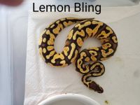 Pythons, Boas & Corns