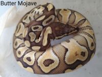 Pythons, Boas & Corns