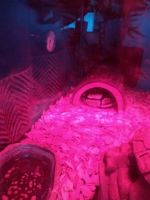 Ball python with tank and set up.