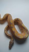 Banana Het Ghost Ball Python