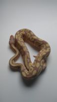 Banana Mojave Het Ghost Ball Python