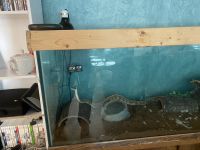 Pin striped ball python