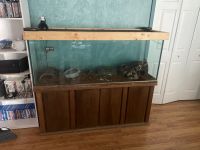 Pin striped ball python