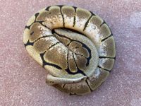 Juvenile Spider Ball Python