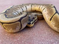 Juvenile Spider Ball Python