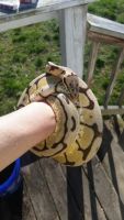 Bumblebee Ball python