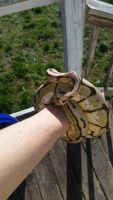 Bumblebee Ball python