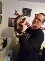 Adult male ball python