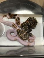 Piebald x Bumblebee Het Pied Ball Python