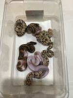 Piebald x Bumblebee Het Pied Ball Python