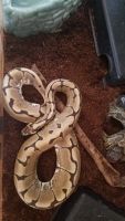 3 yr old Ball Python