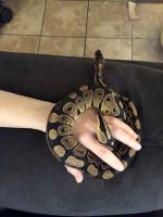 Rehoming ballpython and all supplies